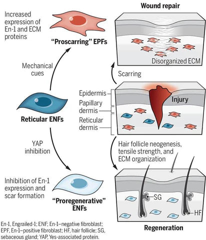 Scar Repair Cream for Men &amp; Women | Fade Scars &amp; Firm Skin